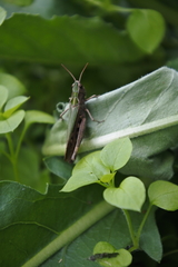Omocestus