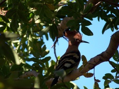 Upupa epops africana