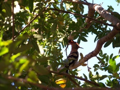 Upupa epops africana