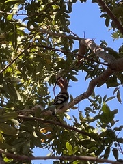 Upupa epops africana