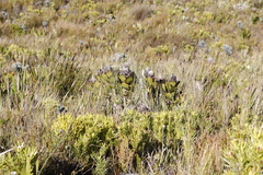 Protea speciosa
