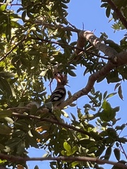 Upupa epops africana