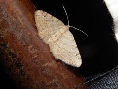 Chiasmia costicommata
