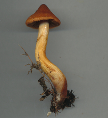 Cortinarius rubellus