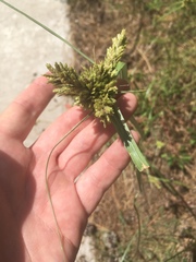 Cyperus fendlerianus