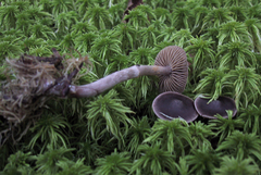 Cortinarius nigrocuspidatus