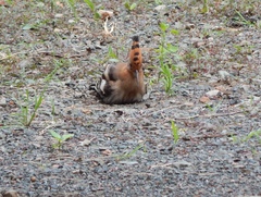 Upupa epops africana