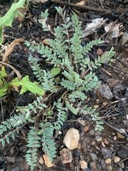 Astragalus piutensis