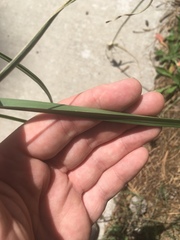 Cyperus fendlerianus