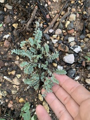 Astragalus piutensis