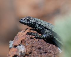 Microlophus atacamensis
