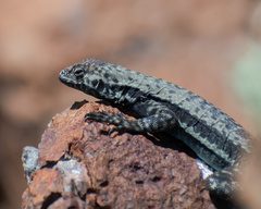 Microlophus atacamensis