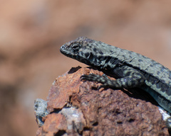 Microlophus atacamensis