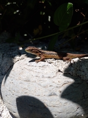 Liolaemus cyanogaster