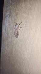 Creatonotos transiens