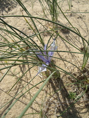 Iris tenuifolia