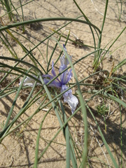 Iris tenuifolia