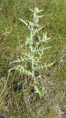 Cirsium flodmanii