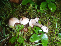 Cortinarius spilomeus