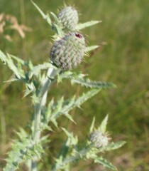 Cirsium flodmanii