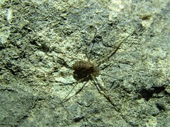 Dasylobus graniferus