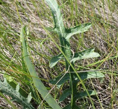 Cirsium flodmanii
