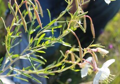Oenothera nuttallii