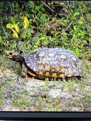 Chelonoidis carbonarius