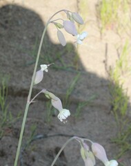 Silene vulgaris