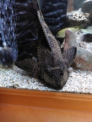 Pterygoplichthys gibbiceps