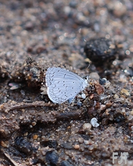 Celastrina echo gozora