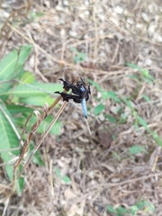 Palpopleura portia
