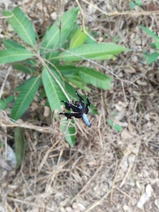 Palpopleura portia