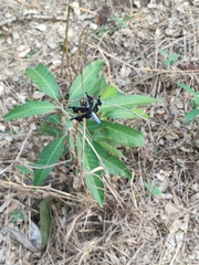 Palpopleura portia