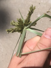 Cyperus fendlerianus