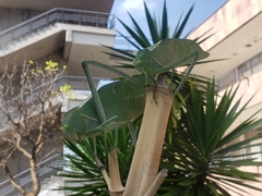 Stilpnochlora azteca