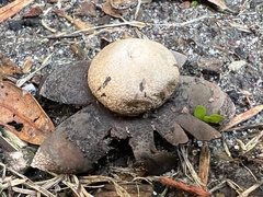 Astraeus hygrometricus