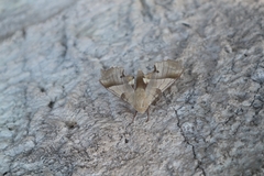 Marumba quercus