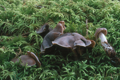 Cortinarius pseudorubricosus
