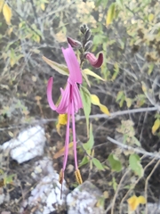 Anisacanthus puberulus