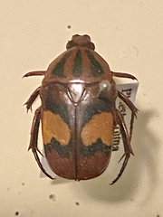 Scarabaeoidea