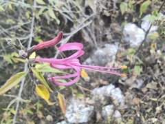 Anisacanthus puberulus