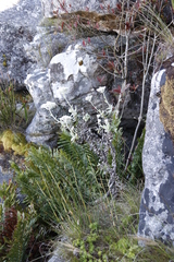 Helichrysum fruticans