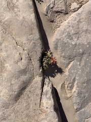 Castilleja scabrida scabrida
