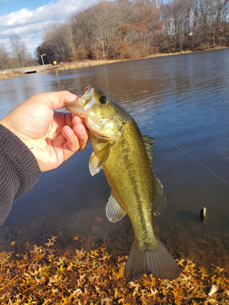 Largemouth Bass from Mountainside, NJ 07092, USA on December 1, 2022 at