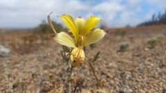 Alstroemeria kingii