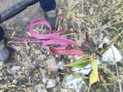 Anisacanthus puberulus