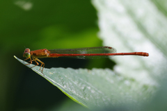 Ceriagrion glabrum
