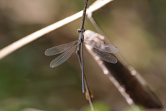 Lestes ochraceus