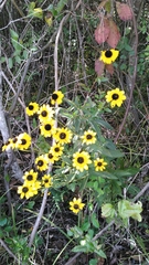 Rudbeckia